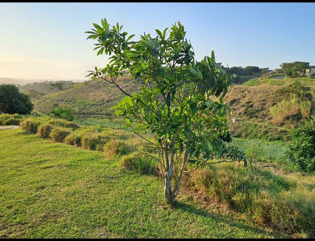 539M² VACANT LAND FOR SALE IN PALM LAKES ESTATE